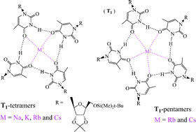Graphical abstract: The formation of thymidine-based T-tetramers with remarkable structural and metal ion size effects