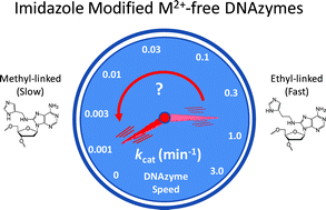 Graphical abstract: Protein-inspired modified DNAzymes: dramatic effects of shortening side-chain length of 8-imidazolyl modified deoxyadenosines in selecting RNaseA mimicking DNAzymes