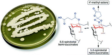 Graphical abstract: Reveromycins Revealed: New polyketide spiroketals from Australian marine-derived and terrestrial Streptomyces spp. A case of natural productsvs. artifacts