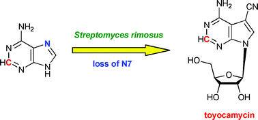 Graphical abstract: 7-Deazapurine biosynthesis: NMR study of toyocamycin biosynthesis in Streptomyces rimosus using 2-13C-7-15N-adenine