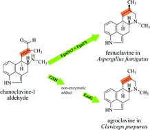 Graphical abstract: New insights into ergot alkaloid biosynthesis in Claviceps purpurea: An agroclavine synthase EasG catalyses, via a non-enzymatic adduct with reduced glutathione, the conversion of chanoclavine-I aldehyde to agroclavine