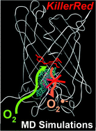 Graphical abstract: Diffusion pathways of oxygen species in the phototoxic fluorescent protein KillerRed