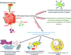 Graphical abstract: DAMPs and PDT-mediated photo-oxidative stress: exploring the unknown