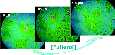Graphical abstract: Fullerol in human lens and retinal pigment epithelial cells: time domain fluorescence spectroscopy and imaging