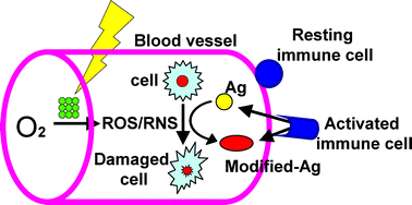 Graphical abstract: Antitumor immunity promoted by vascular occluding therapy: lessons from vascular-targeted photodynamic therapy (VTP)