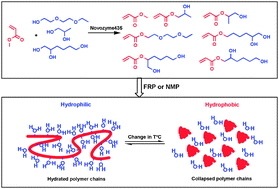 Graphical abstract: Thermoresponsive polyacrylates obtained via a cascade of enzymatic transacylation and FRP or NMP