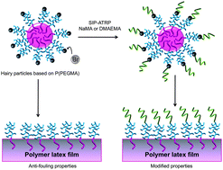 Graphical abstract: Adding stimuli-responsive extensions to antifouling hairy particles