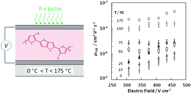 Graphical abstract: Bulk charge transport in liquid-crystalline polymer semiconductors based on poly(2,5-bis(3-alkylthiophen-2-yl)thieno[3,2-b]thiophene)