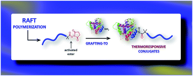 Graphical abstract: Protein conjugation of thermoresponsive amine-reactive polymers prepared by RAFT