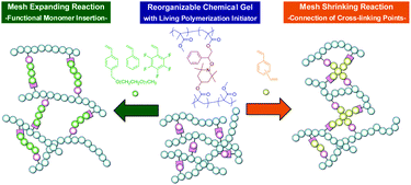 Graphical abstract: Mesh-size control and functionalization of reorganizable chemical gels by monomer insertion into their cross-linking points