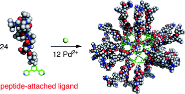 Graphical abstract: Peptide-coated, self-assembled M12L24 coordination spheres and their immobilization onto an inorganic surface