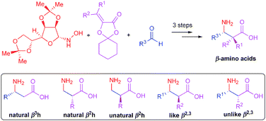 Graphical abstract: Unified synthesis of enantiopure β2h, β3h and β2,3-amino acids