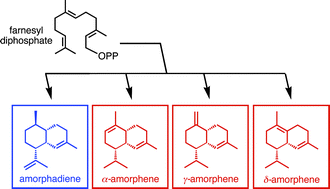 Graphical abstract: A tangled web—interconnecting pathways to amorphadiene and the amorphene sesquiterpenes