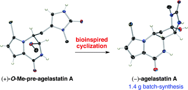Graphical abstract: Total synthesis of all (−)-agelastatin alkaloids