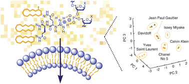 Graphical abstract: Pattern generation with synthetic sensing systems in lipid bilayer membranes