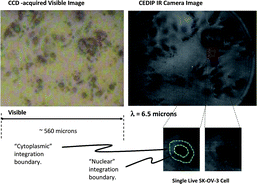 Graphical abstract: Ultrafast infrared chemical imaging of live cells