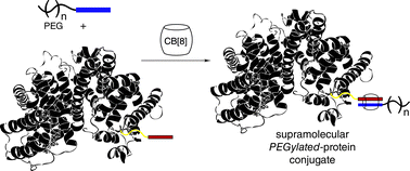 Graphical abstract: A supramolecular route for reversible protein-polymer conjugation