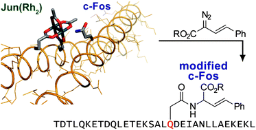 Graphical abstract: Proximity-driven metallopeptide catalysis: Remarkable side-chain scope enables modification of the Fos bZip domain