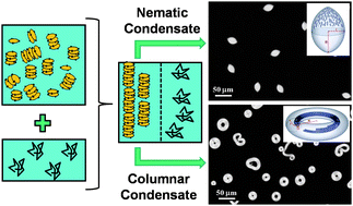 Graphical abstract: Self-assembly, condensation, and order in aqueous lyotropic chromonic liquid crystals crowded with additives
