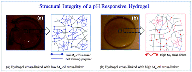 Graphical abstract: Tuning responsiveness and structural integrity of a pH responsive hydrogel using a poly(ethylene glycol) cross-linker