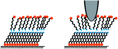 Graphical abstract: AFM topography and friction studies of hydrogen-bonded bilayers of functionalized alkanethiols