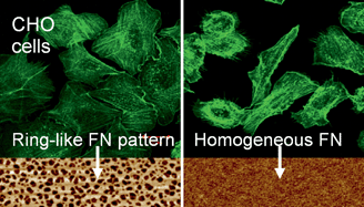 Graphical abstract: Cell adhesion on nanopatterned fibronectin substrates