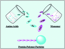 Graphical abstract: An overview of protein–polymer particles