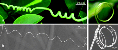 Graphical abstract: Self-winding of helices in plant tendrils and cellulose liquid crystal fibers