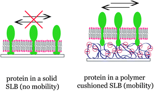 Graphical abstract: Controlled enhancement of transmembrane enzyme activity in polymer cushioned supported bilayer membranes