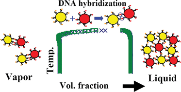Graphical abstract: Anomalous phase behavior of liquid–vapor phase transition in binary mixtures of DNA-coated particles