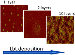 Graphical abstract: Investigation of the formation, structure and release characteristics of self-assembled composite films of cellulose nanofibrils and temperature responsive microgels