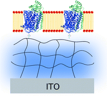 Graphical abstract: Hydrogel-supported protein-tethered bilayer lipid membranes: a new approach toward polymer-supported lipid membranes