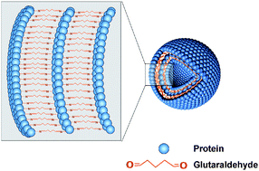 Graphical abstract: Fabrication of glucose-sensitive protein microcapsules and their applications