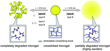 Graphical abstract: Photo-sensitive PMMA microgels: light-triggered swelling and degradation