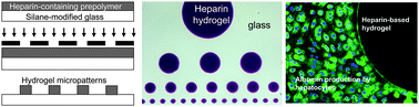Graphical abstract: Micropatterning of bioactive heparin-based hydrogels