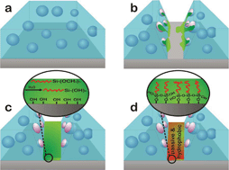 Graphical abstract: Polyfunctional active coatings with damage-triggered water-repelling effect