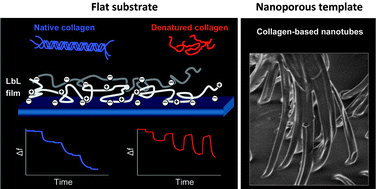 Graphical abstract: Self-assembled multilayers based on native or denatured collagen: mechanism and synthesis of size-controlled nanotubes