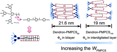 Graphical abstract: Interplay between the thermotropic mesomorphic behavior and the microphase separation in dendron–liquid crystalline block copolymers