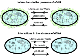 Graphical abstract: DNA-mediated bacterial aggregation is dictated by acid–base interactions