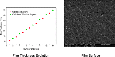 Graphical abstract: Hybrid layer-by-layer assembly based on animal and vegetable structural materials: multilayered films of collagen and cellulose nanowhiskers