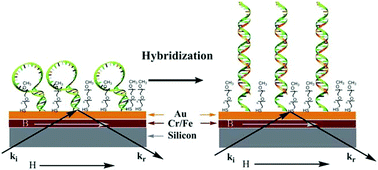 Graphical abstract: A neutron reflectivity study of the interfacial and thermal behaviour of surface-attached hairpin DNA