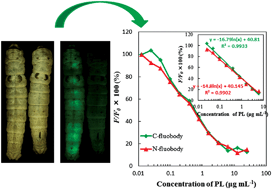 Graphical abstract: A fluorescent single domain antibody against plumbagin expressed in silkworm larvae for fluorescence-linked immunosorbent assay (FLISA)