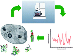 Graphical abstract: Infrared spectromicroscopy of biochemistry in functional single cells
