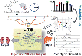 Graphical abstract: Metabolomic analysis characterizes tissue specific indomethacin-induced metabolic perturbations of rats