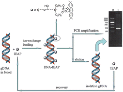 Graphical abstract: A new ion-exchange adsorbent with paramagnetic properties for the separation of genomic DNA