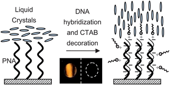 Graphical abstract: Detecting DNA targets through the formation of DNA/CTAB complex and its interactions with liquid crystals