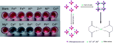 Graphical abstract: Specifically colorimetric recognition of calcium, strontium, and barium ions using 2-mercaptosuccinic acid-functionalized gold nanoparticles and its use in reliable detection of calcium ion in water
