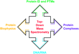 Graphical abstract: Top-down mass spectrometry: Recent developments, applications and perspectives