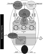 Graphical abstract: Electrically wired mitochondrial electrodes for measuring mitochondrial function for drug screening