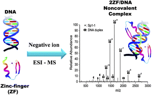 Graphical abstract: Zinc-finger motif noncovalent interactions with double-stranded DNA characterized by negative-ion electrospray ionization mass spectrometry
